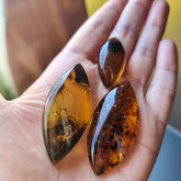Fossil Amber Marquise Shape Cabochons