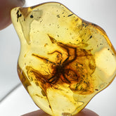 Natural Amber Wave Shape Stone With Insects