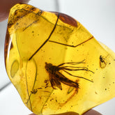 Natural Amber Wave Shape Stone With Insects