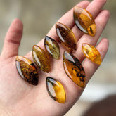 Fossil Amber Marquise Shape Cabochons