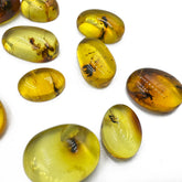 Lemon Amber Free Shape Cabochon With Insects