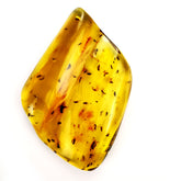Natural Amber Wave Shape Stone With Insects