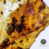Natural Amber Slab Shape Stone With Insects
