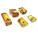 Natural Amber Rectangular Shape Cabochons With Insects