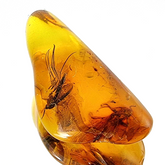 Cognac Amber Tumbled Stone With Insects