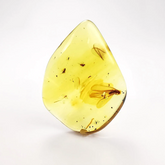 Natural Amber Wave Shape Stone With Insects