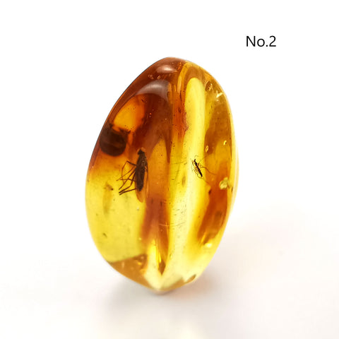 Natural Amber Free Shape Cabochons With Insects