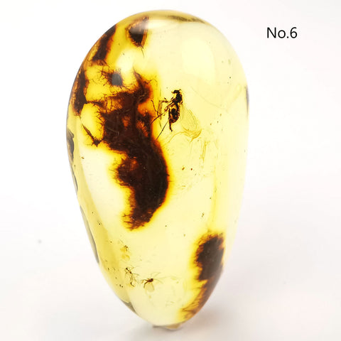 Natural Amber Free Shape Cabochons With Insects