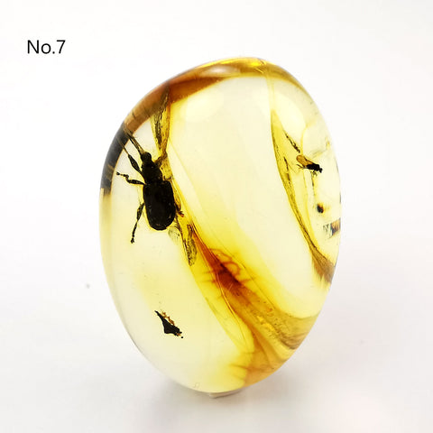 Natural Amber Free Shape Cabochons With Insects