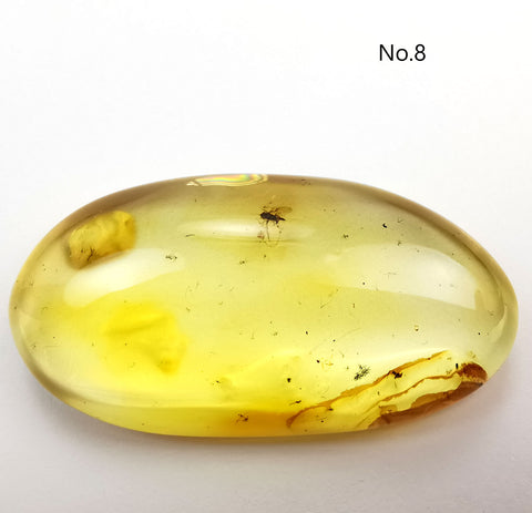 Natural Amber Free Shape Cabochons With Insects