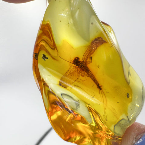 Natural Amber Wave Shape Stone With Insects