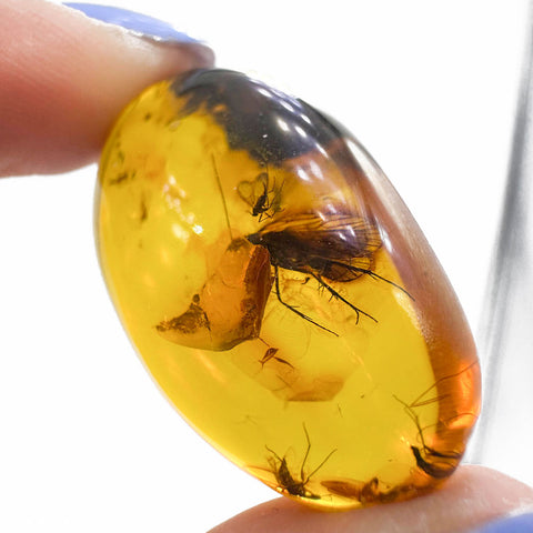 Natural Amber Free Shape Stone With Insects