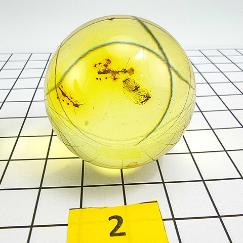 Green Amber Sphere Amber Stone With Insects