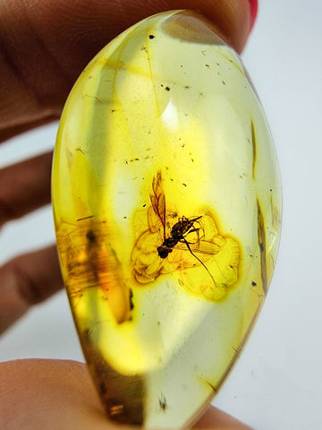 Natural Amber Marquise Cabochon With Insects