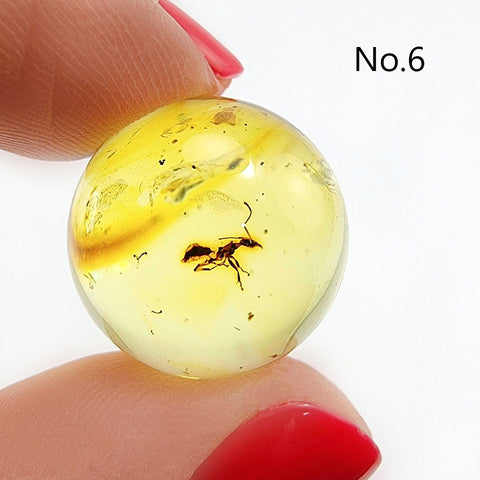 Natural Amber Ball Shape Stone With Insects