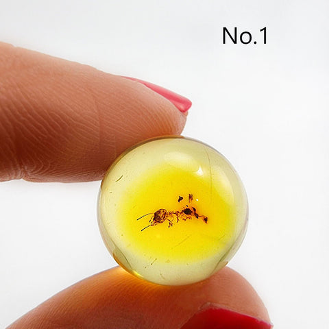 Natural Amber Ball Shape Stone With Insects