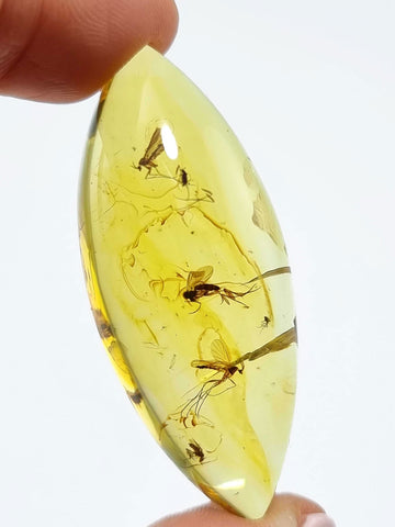 Natural Amber Marquise Cabochon With Insects