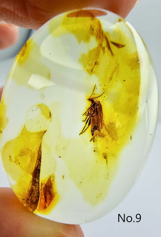 Natural Amber Free Shape Cabochons With Insects