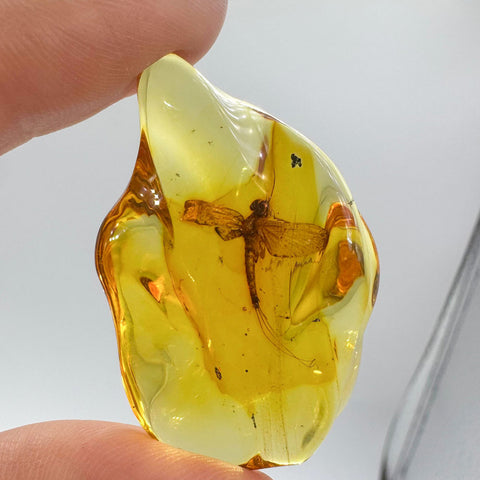 Natural Amber Wave Shape Stone With Insects