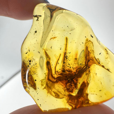 Natural Amber Wave Shape Stone With Insects