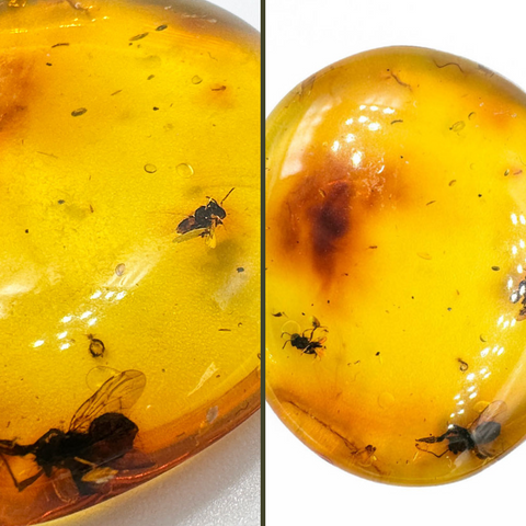 Free Shape Fossil Color Cabochon With Insects