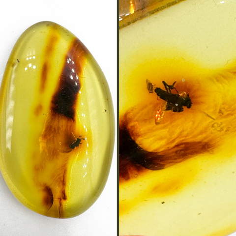 Free Shape Fossil Color Cabochon With Insects
