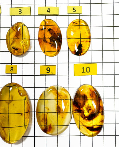 Natural Amber Free Shape Cabochons With Insects