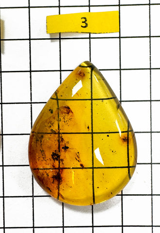 Fossil Amber Drop Shape Cabochons With Insects