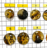 Fossil Amber Free Shape Round Cabochons