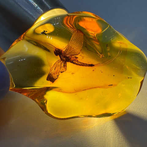 Natural Amber Wave Shape Stone With Insects