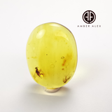 Lemon Amber Free Shape Cabochons With Insects