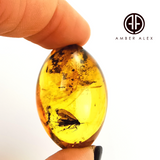 Natural Amber Olive Shape Stone With Insects