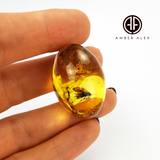 Natural Amber Olive Shape Stone With Insects