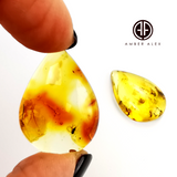 Natural Amber Drop Cabochons With Insects