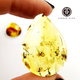 Natural Amber Drop Cabochons With Insects