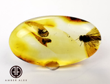 Natural Amber Free Shape Cabochons With Insects
