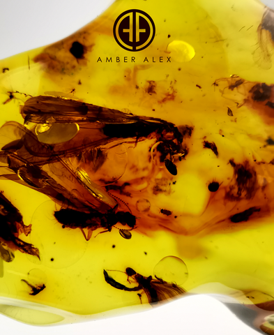 Natural Amber Free Shape Stone With Insects