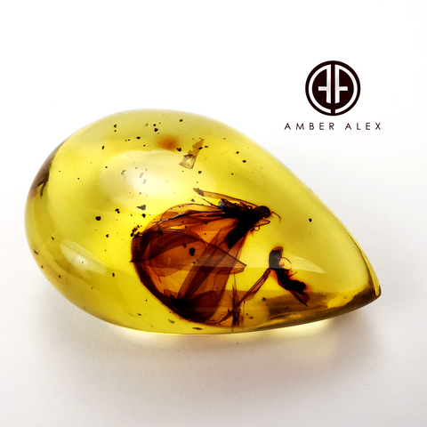 Natural Amber Drop Shape Stone With Insects