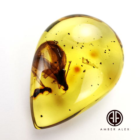 Natural Amber Drop Shape Stone With Insects