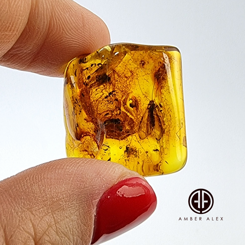 Natural Amber Free Shape Stone With Insects