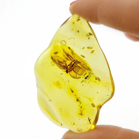 Natural Amber Wave Shape Stone With Insects