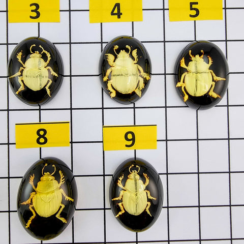 Cherry Amber Engraved Scarab Oval Shape Cabochons