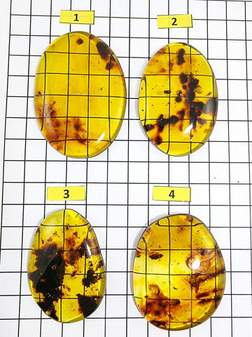 Natural Amber Free Shape Cabochons With Insects