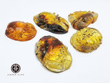 Fossil Amber Carved Crabs Cabochon