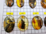 Fossil Amber Free Shape Cabochons