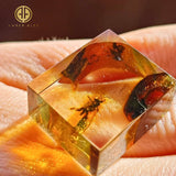 Natural Amber Square Shape Stone With Insects