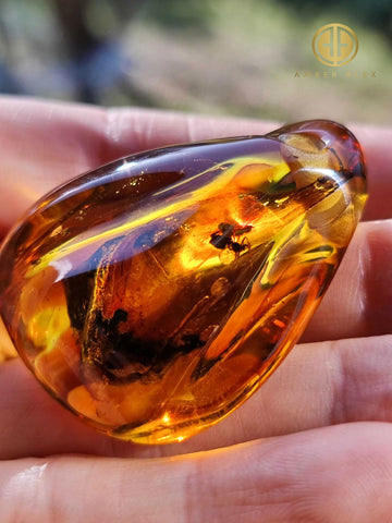 Cognac Amber Free Shape Stone With Insects