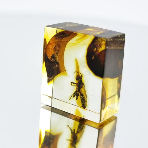 Natural Amber Square Shape Stone With Insects