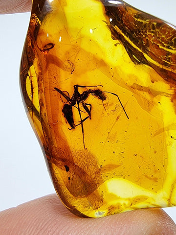 Natural Amber Wave Shape Stone With Insects