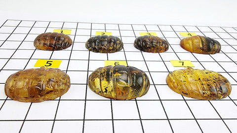 Fossil Amber Carved Pumpkin Cabochons